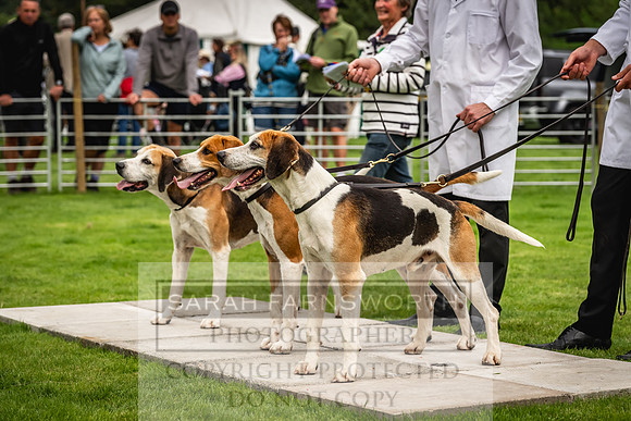 Rydal Hound show 2023-32