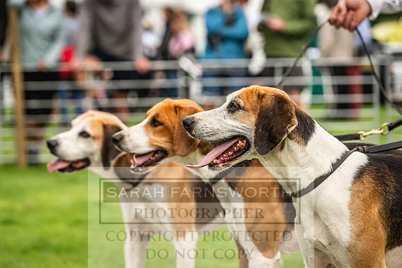 Rydal Hound show 2023-34