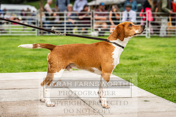 Rydal Hound show 2023-57