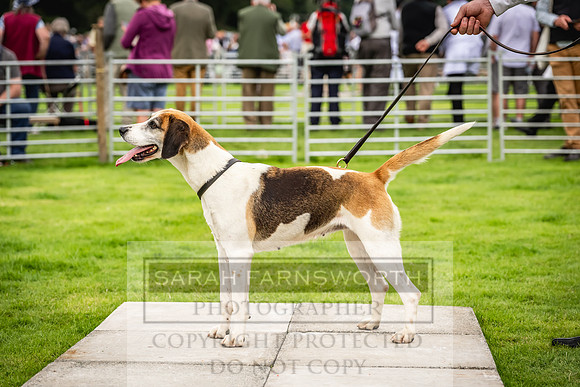 Rydal Hound show 2023-73