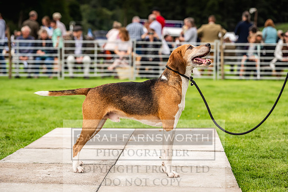 Rydal Hound show 2023-87