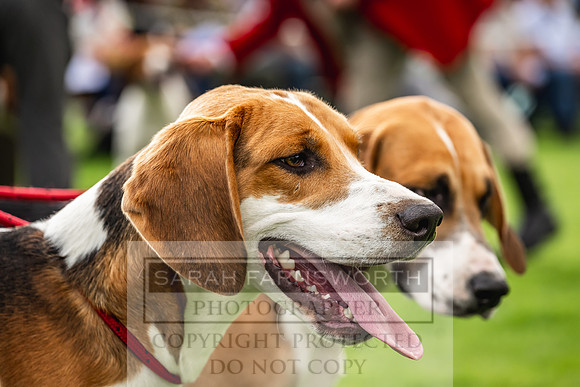 Rydal Hound show 2023-94