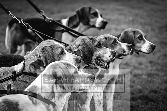 Rydal Hound show 2023-100
