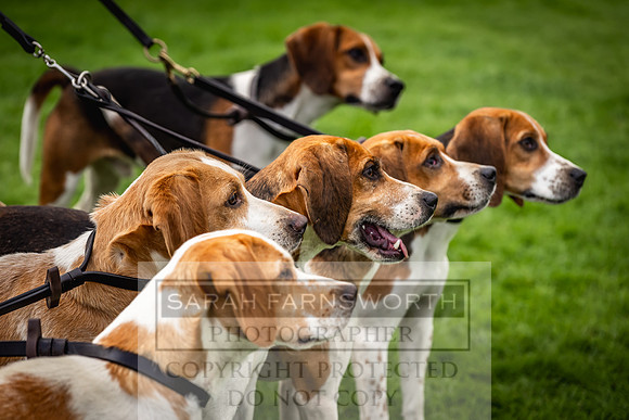 Rydal Hound show 2023-101