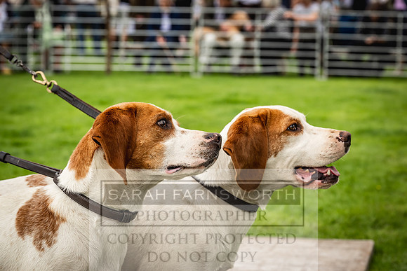 Rydal Hound show 2023-113