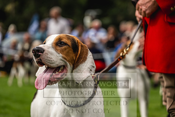 Rydal Hound show 2023-115