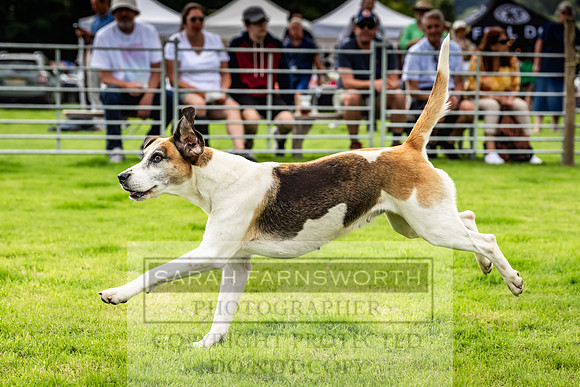 Rydal Hound show 2023-120