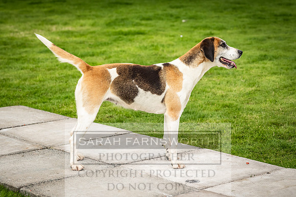 Rydal Hound show 2023-123