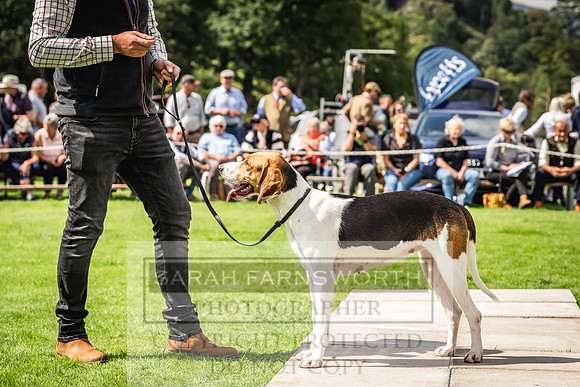 Rydal Hound show 2023-147