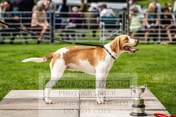Rydal Hound show 2023-159