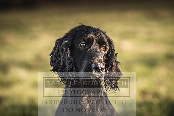 Avonmeadow Stud Dogs-116