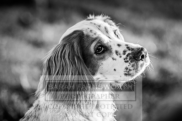 Avonmeadow Stud Dogs-109