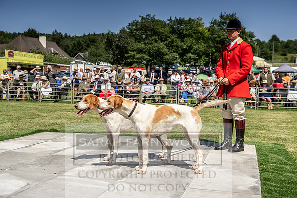 Builth Hound Show 2019-165