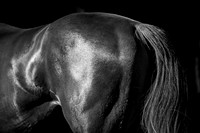 Goffs UK Breeze Up 2022-14