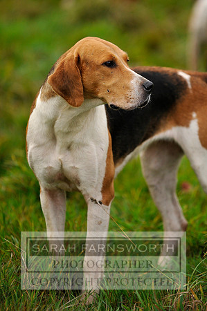 Brocklesby 021113 CF3 233