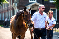Goffs London Sale 2017-5