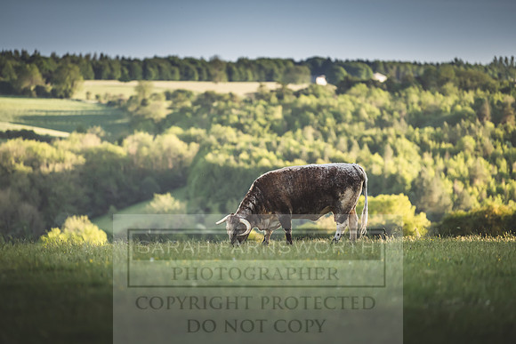 Cotswolds May 2020-2