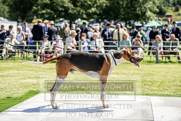 Builth Hound Show 2019-45
