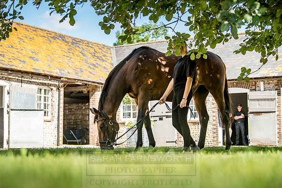 GUK Goodwood Sale 2018-1
