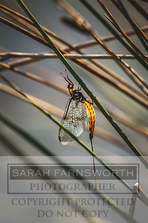Mayfly Hatch and Brown Trout 2020-42