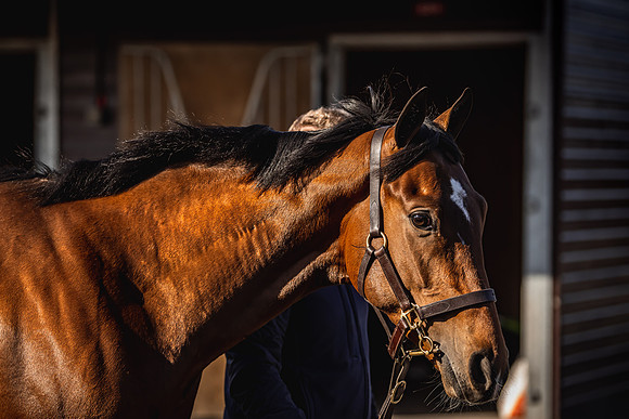 Goffs UK Breeze Up 2022-75