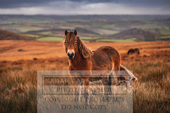 Exmoor Autumn 2020-54