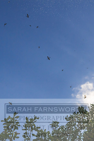 Mayfly Hatch and Brown Trout 2020-28
