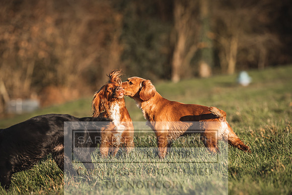 Avonmeadow Stud Dogs-31