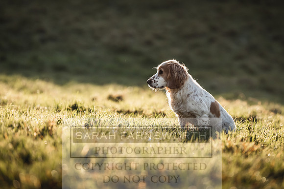 Avonmeadow Stud Dogs-68