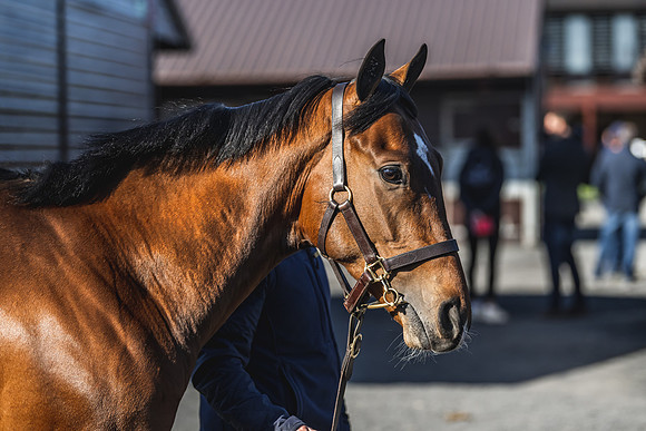 Goffs UK Breeze Up 2022-79