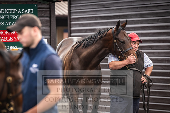 Goffs UK PY24-4