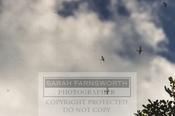 Mayfly Hatch and Brown Trout 2020-31