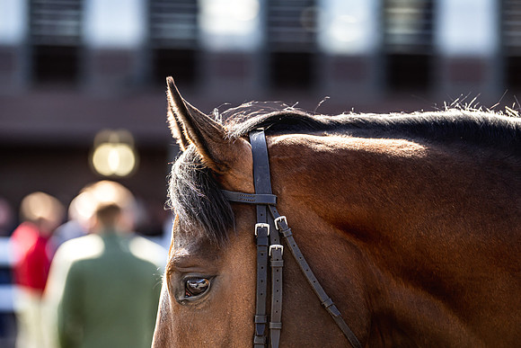 Goffs UK Breeze Up 2022-334