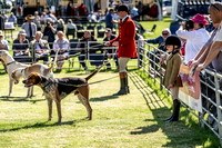 Builth Hound Show 2019-5