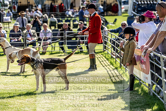 Builth Hound Show 2019-5
