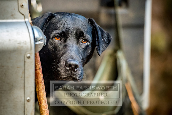 Sawley Hall Shoot-703