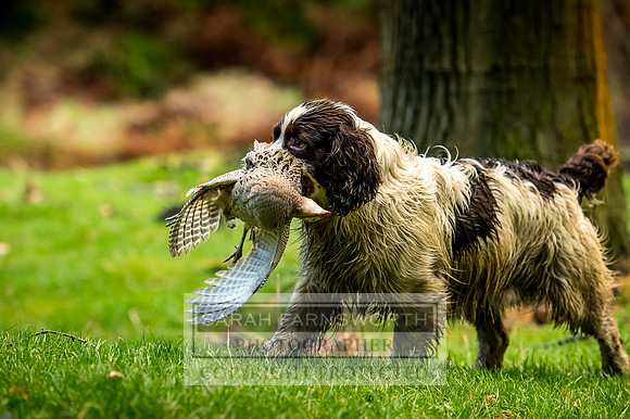 Sawley Hall Shoot-803
