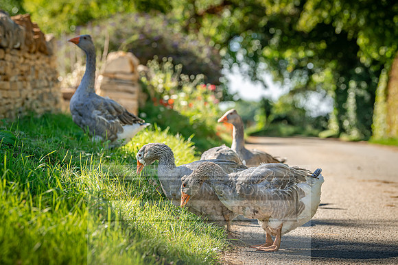 Geese in the Cotswolds-1