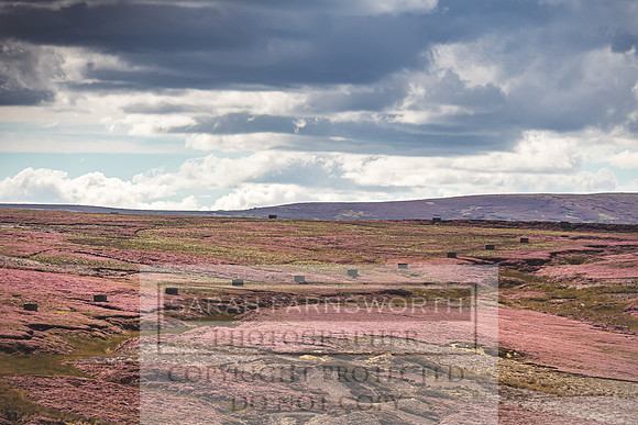 Red Grouse-16