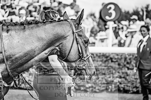 GUK Goodwood Sale 2019-116