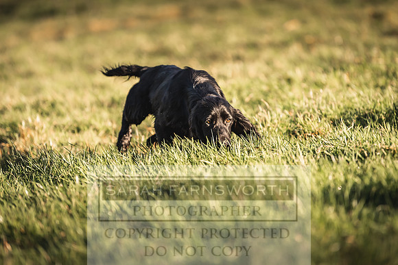 Avonmeadow Stud Dogs-55