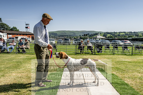 Builth Hound Show 2019-173