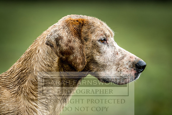 Muddy Hound