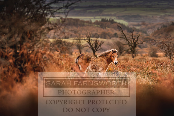 Exmoor Autumn 2020-24
