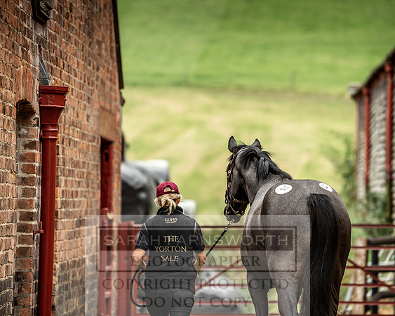 GUK Yorton Sale 2019-186