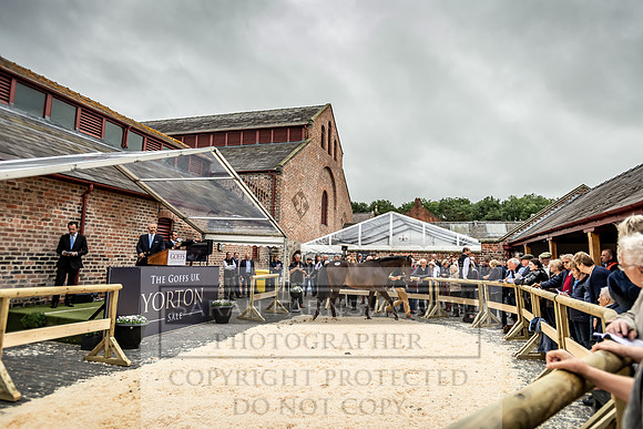 GUK Yorton Sale 2019-319