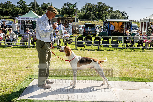 Builth Hound Show 2019-37