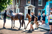 Goffs London Sale 2017-14