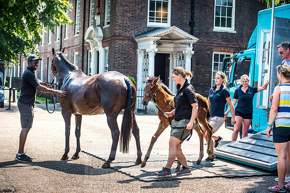 Goffs London Sale 2017-14