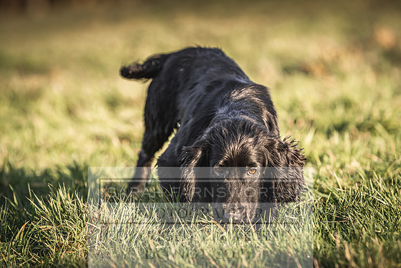 Avonmeadow Stud Dogs-97